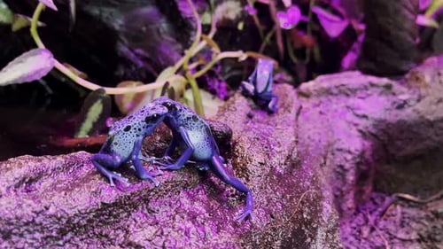 Grenouilles à fléchettes empoisonnées bleues teignant une grenouille empoisonnée sur un rocher en rose clair pour terrarium