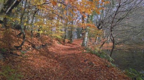 Forest Walking - 2K