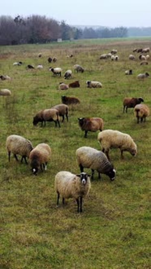 Livestock farming in nature. Herding sheep on field. Sheep grazing on a meadow.