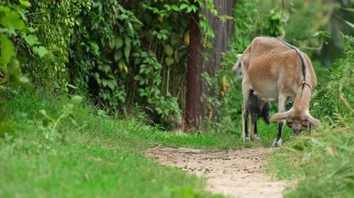 Funny white goat on chain grazing on a pasture on road outdoors in summer day
