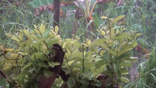 rain water is falling down closeup view