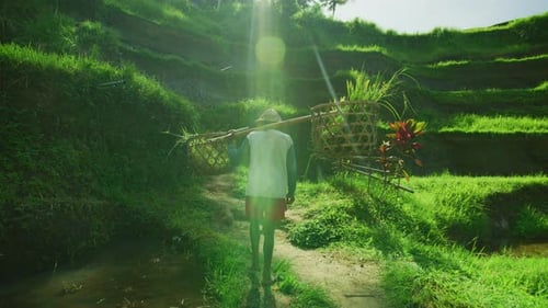 Barefoot rice farmer carrying grass baskets, Ubud, Bali, Indonesia