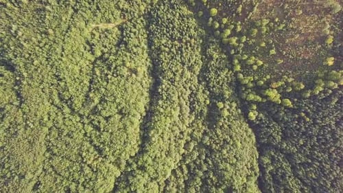 Videohintergrund mit Forested Valley