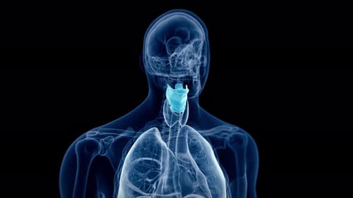 Human larynx anatomy moving slowly in 3d medical research video