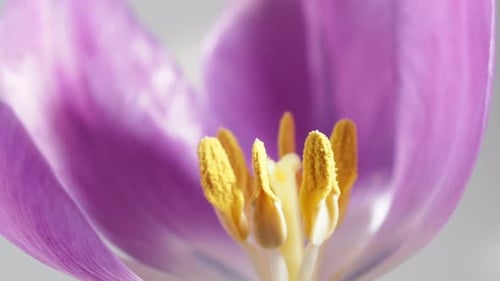 Rotating tulip flower close up.