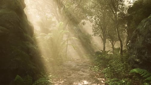 Lush Forest Path Illuminated By Sunlight Filtering Through Trees at Dawn