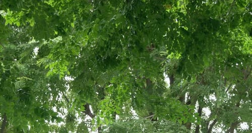 Bäume