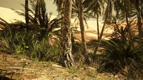 The Palms Oasis Trail is One of Many Popular Hikes in National Park
