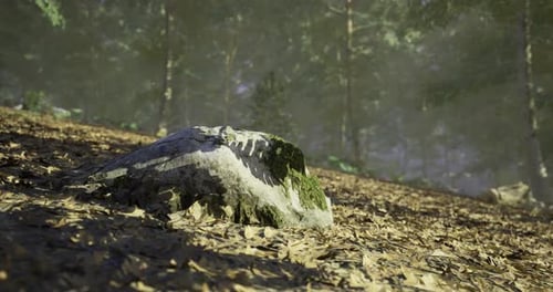 Moss Covered Rock Surrounded By Forest Under Soft Sunlight in Autumn
