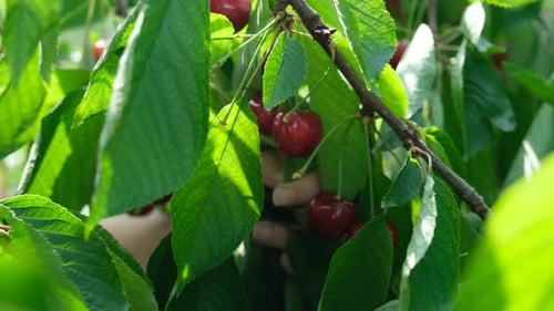 Belles cerises rouges sur le cerisier