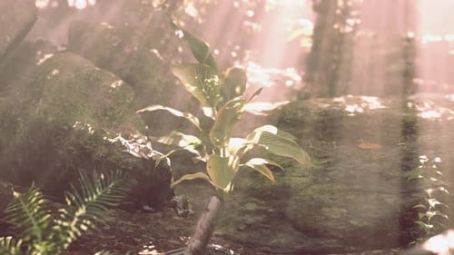 Sun Shining Into Tropical Forest
