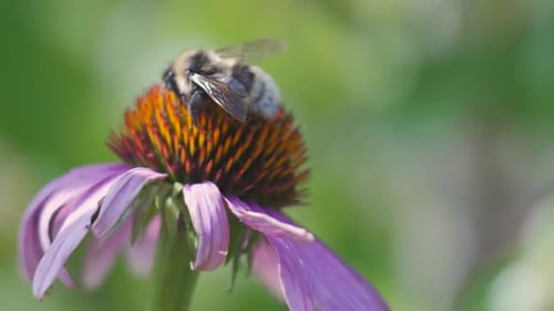 Bumblebees Pollinating Purple Coneflower in the Sunshine