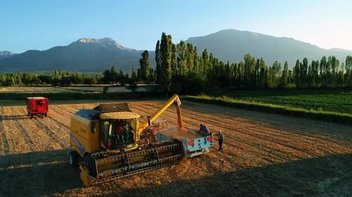 Harvesting Golden Wheat Field with Combine Harvester