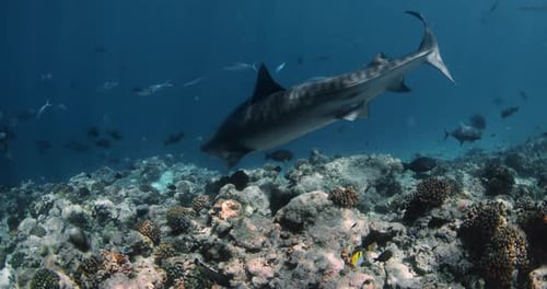 Tiger Shark Underwater in Blue Ocean Diving with Tiger Sharks in Fuvahmalah