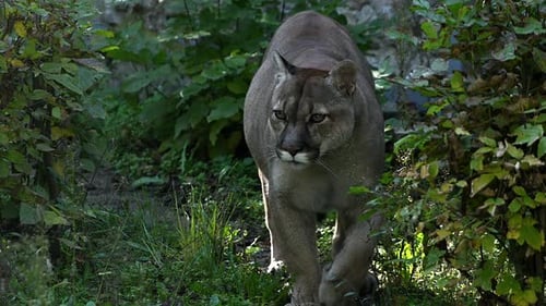 Beautiful Canadian Cougar Puma Concolor Hunting in Wildlife at Canada Forest in Morning Sun Rays