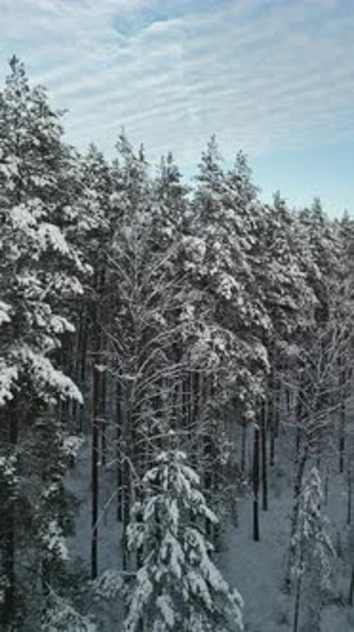 Aerial View of Snowy Winter Coniferous Forest