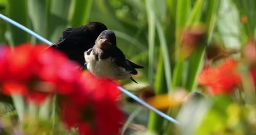 Barn swallows (Hirundo rustica) feeding chicks, Southern France