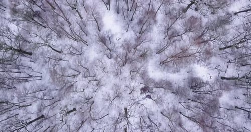 Top down shot of a forest in winter near the city.