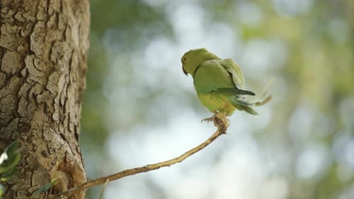 A cute green parrot standing on a tree branch