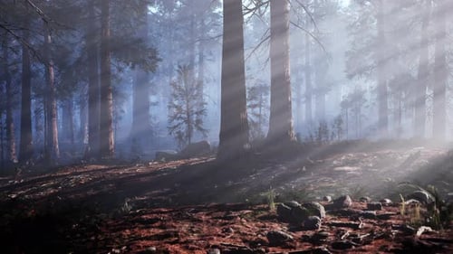 A Forest Filled with Lots of Trees Covered in Fog