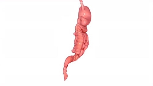 3D Human Digestive System Rotation Animation