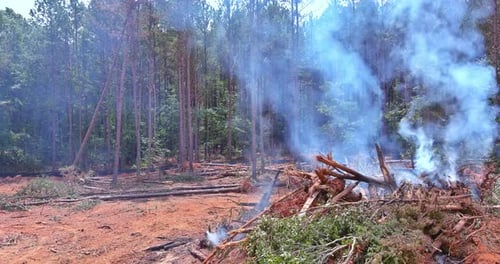 In Order to Develop Land for Construction the Forest Must Be Uprooted and Burned During the Process