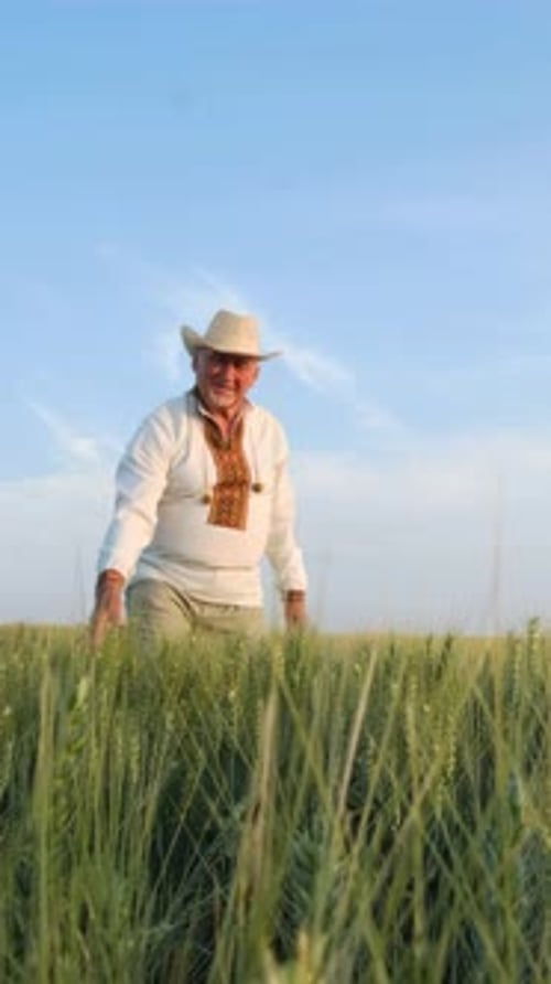 An Elderly Farmer is Seen Joyfully Harvesting Wheat in a Lush Vibrant Green Field