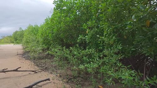 A tropical mangrove forest along a coastal shoreline