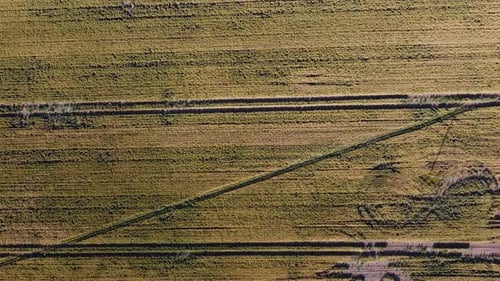 A field of grain ready for harvest. Aerial view.