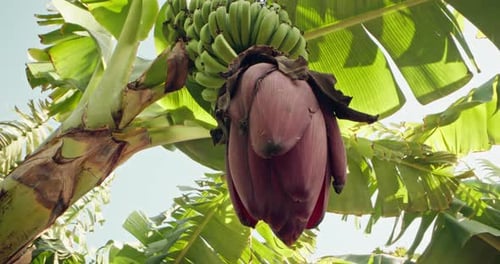 Ripening Green Bananas on a Palm Tree