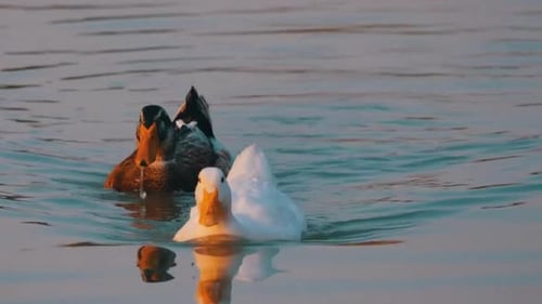 Two Ducks Swimming in Water at Golden Hour