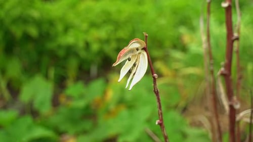 Rote Okra im botanischen Garten öffnete sich und zeigte die getrockneten Samen darin
