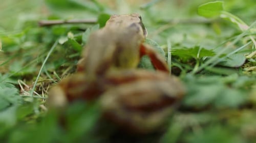 Macro Close-Up Of Frog Jumping On Plants