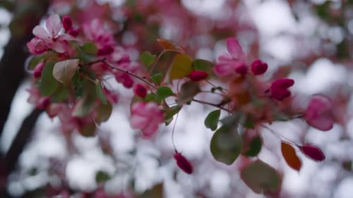 Pink Tree Blossom Closeup. Close Up Tree Flowers Blooming in Green Leafs