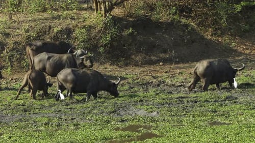 Seis búfalos del Cabo se meten en un estanque fangoso cubierto de plantas acuáticas en la selva africana y se alimentan