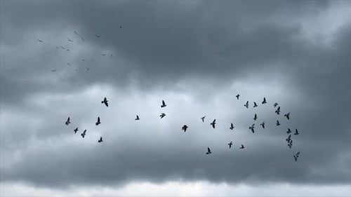 Large flock of birds chase and gather flying through sky between buildings in Asia