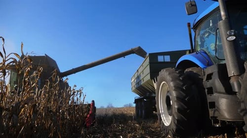 Una cosechadora carga granos de maíz maduros en un remolque de tractor, máquinas agrícolas que trabajan en