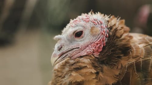 A Closeup View of a Vibrant Turkey Captured in Its Natural Habitat During the Day