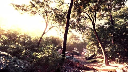 Evening Forest with Sun and Volume Light