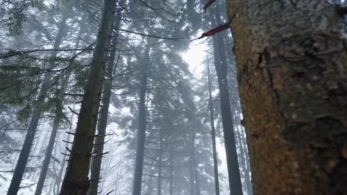 Foggy forest with tall trees creating a mysterious atmosphere on a winter day