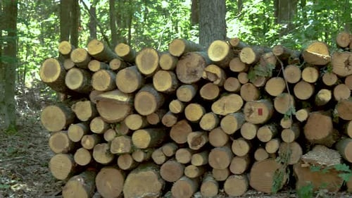 Panning right from a Forest to a Pile of Logged Cut Down Tree Trunk Piles Drying.