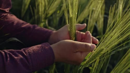Hands of a Young Farmer Touching a Young Spike of Wheat on a Large Field with a Successful Harvest
