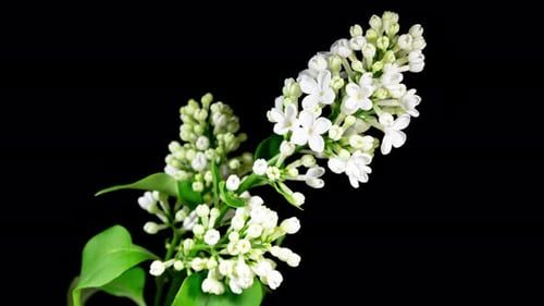 White Flowers Lilac Branch Blooming in Time Lapse on a Black Background. Beautiful Fragrant Opening