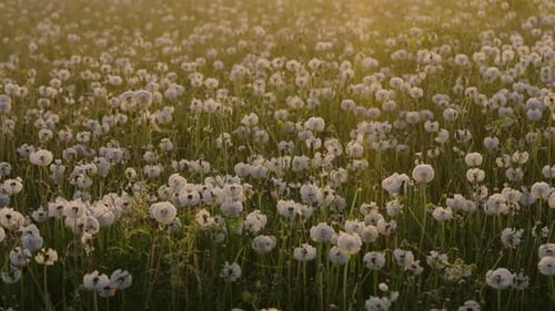Blooming Dandelion Field at Sunrise a Serene Transformation