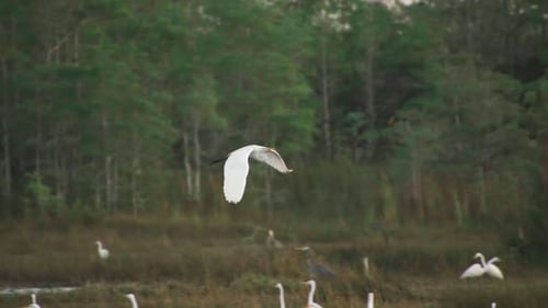 Egrets Flying in Marshland Habitat