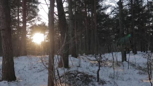 forest in winter covered in snow with sunset shining through the trees and branches, tracking right
