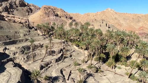 terraced garden in desert palm tree dates palm groves in summer season in mountain wonderful scenic