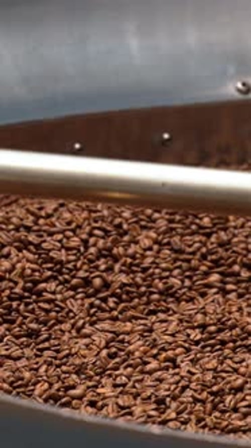 Close up of a large batch of roasted coffee beans being stirred inside a coffee roasting machine. Ve