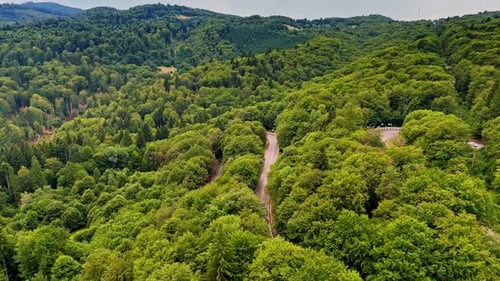 Forest view shows winding road through green trees on a cloudy day in summer.