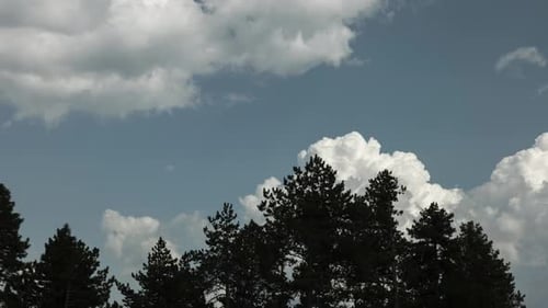 Pins luxuriants avec paysage nuageux sur ciel bleu en arrière-plan au coucher du soleil. Timelapse